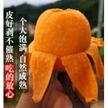 順豐云南大五星枇杷新鮮琵琶水果柀杷當(dāng)季琵笆土批把琵芭大果5斤